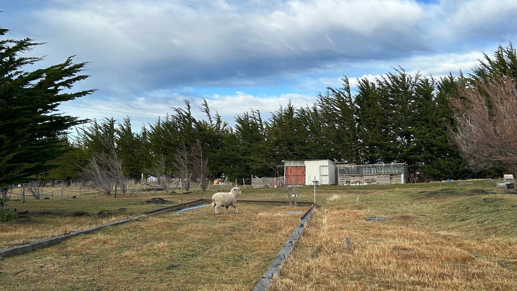 Hospedaje Isla Magdalena Punta Arenas Buitenkant foto